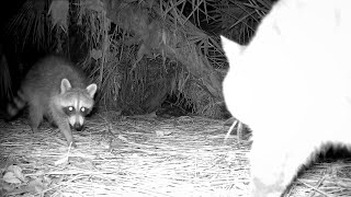 Young Rac Separated From Mom Encounters Feral Cat