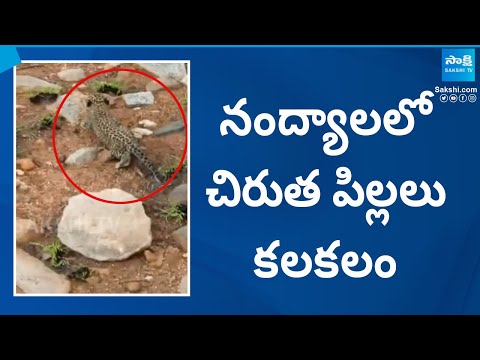 Leopard Cubs Found in Chanugondla Village Dhone Mandal | Nandyal Cheetah News |@SakshiTV - SAKSHITV