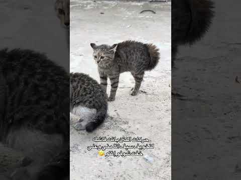 شوفو حركاتو بس شاف سيف الغيور    