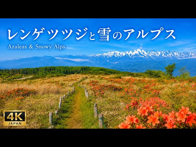 120号　北アルプスの春 初夏の絶景｜残雪の北アルプスとレンゲツツジ【4K】Snowy Japanese