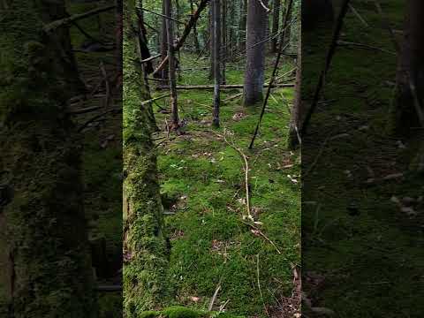 Красота в лесу