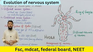 Evolution Of Nervous System Nervous System In Hydra Cl 12 Urduhindi