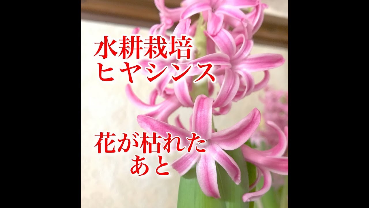 家庭菜園だより Grow Your Own ヒアシンス ヒヤシンス 花が咲いたあとhyacinthus Orientalis Youtube