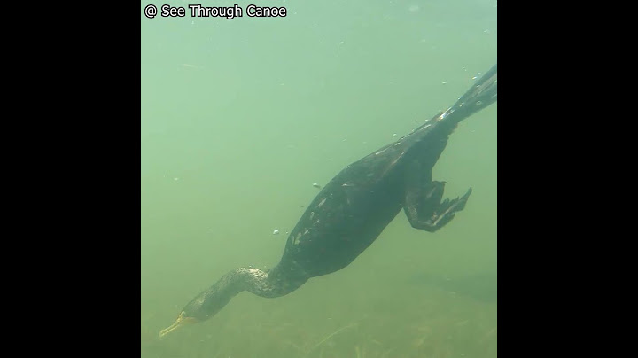 Cormorants Following a Clear Kayak Like a Pod of Dolphins