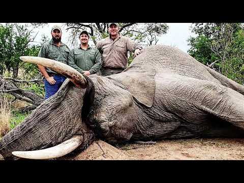 Joven elefante asesinado a balazos por cazador de trofeos estadounidense