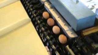Ben Nevis Egg Grader - 2