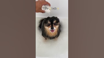 Thumbnail of My Pomeranian Loves To Take Baths 🛁 #shorts #dog