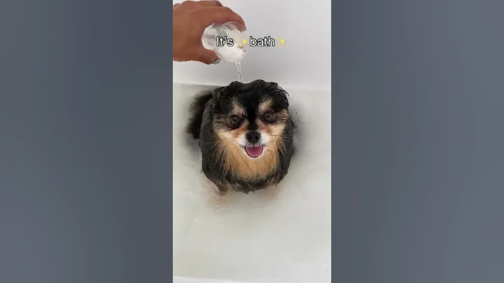 My Pomeranian Loves To Take Baths 🛁 #shorts #dog - DayDayNews