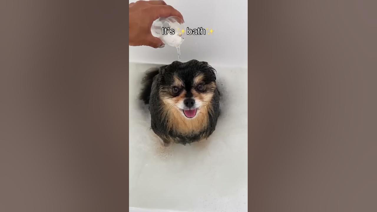 My Pomeranian Loves To Take Baths π #shorts #dog My Pomeranian Loves To Take Baths π #shorts #dog