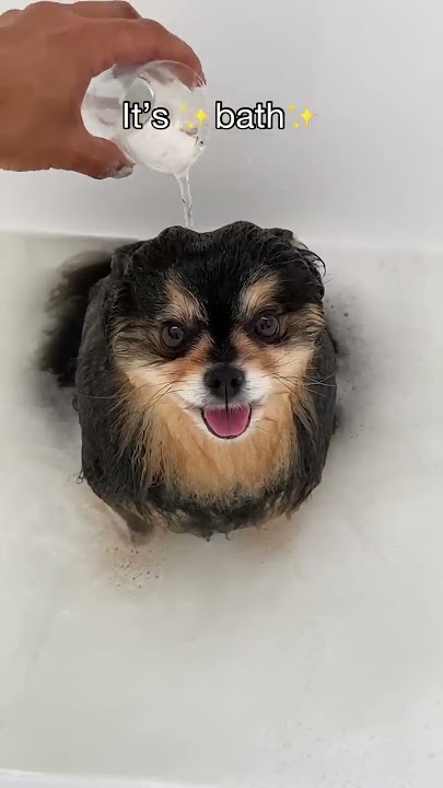 My Pomeranian Loves To Take Baths 🛁 #shorts #dog