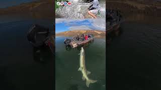 mancing tegang #fishing #spotrawarawa #carpfishing #mancingceria #mancing #fish mancing tegang #fishing #spotrawarawa #carpfishing #mancingceria #mancing #fish
