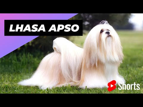 Video: 50 cool tibetských psů jména pro vaše štěně Lhasa Apso