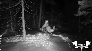 Rated R:)Trail cam footage.
