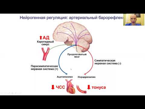 Патофизиология кровообращения: артериальные гипертензии