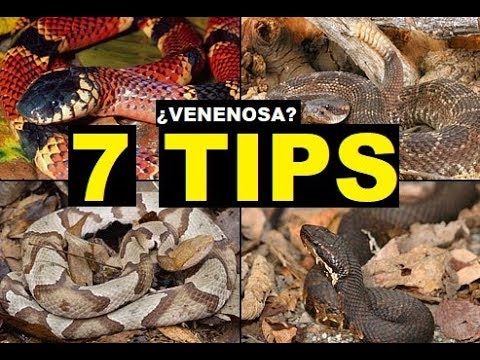 Video: Cómo Determinar Si Una Serpiente Es Venenosa O No