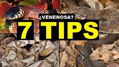 Como saber se o animal e peçonhento?
