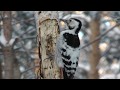 Чем питается дятел зимой, Белоспинный дятел, white-backed woodpecker in winter