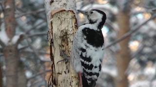 Чем питается дятел зимой, Белоспинный дятел, white-backed woodpecker in winter