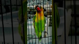  Lovebird Fighter Durasi Ngekek 1menit  shorts