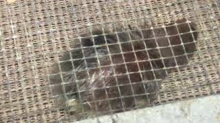 Bourbon Red Turkey Hatching Turkeys