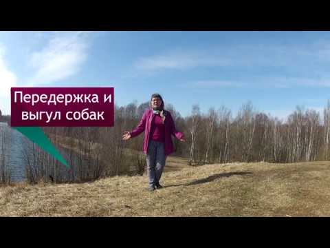 Передержка и выгул собак