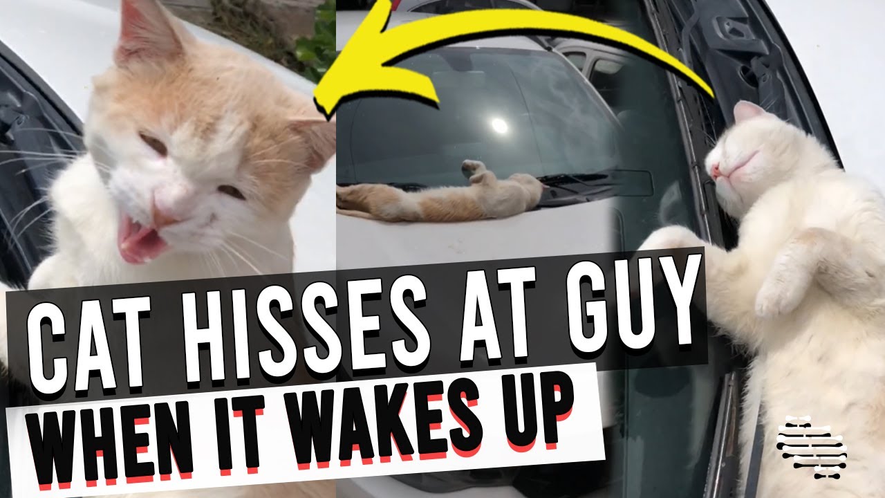 フロントガラスで長 いへそ天 リラックスから一転 シャー と威嚇する猫ちゃん ねこナビ