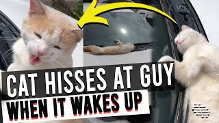 Cat Sleeping Horizontally by a Car Windshield Then Hisses at Guy When It Wakes Up