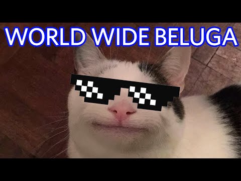 When Beluga Meets The Richest Cat 