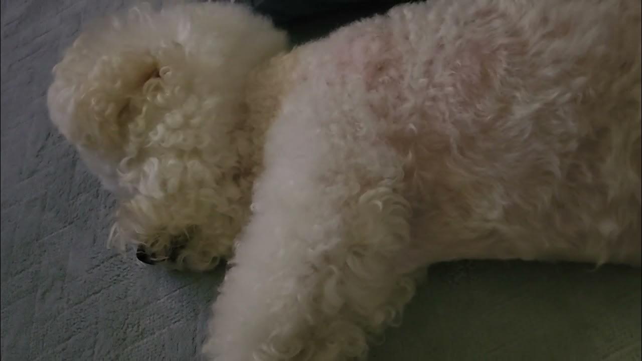 무슨 꿈 꾸길래~~~ - Youtube