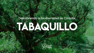 DESCUBRIENDO LA BIODIVERSIDAD DE CÓRDOBA: Tabaquillo
