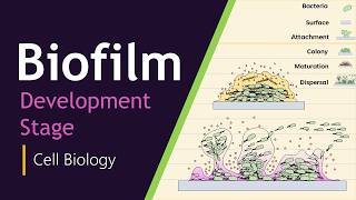 Biofilm Maturation and Dispersal: Psl, Pel, Quorum Sensing
