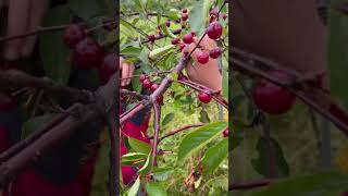 Famous Have you been to a Cherry Farm? Baby Cherries 🍒 so sweet and juicy #foryou #cherry #farming #viral Profile