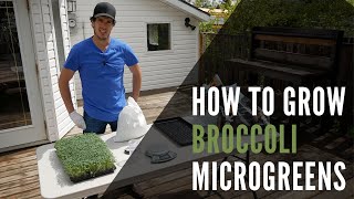 Broccoli Microgreens How To Grow From Seed To Harvest Full Walkthrough!