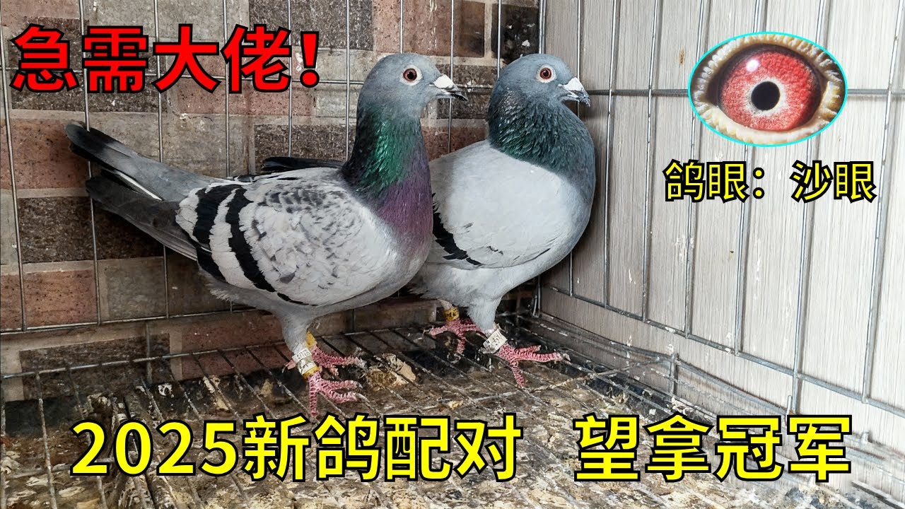 2025配对种鸽，急需大佬教一下如何搭配，希望后代可以拿到冠军#鴿子 #信鸽赛鸽 #鴿舍
