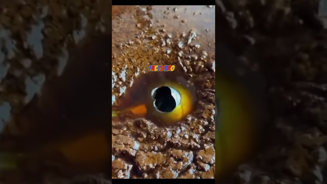 Oil excract in Japan 🇯🇵 