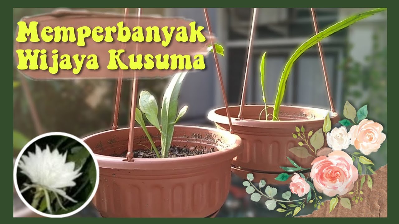 Cara Praktis Memperbanyak Bunga Wijayakusuma