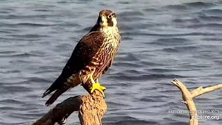 Mississippi River Flyway Cam. Young banded Peregrine Falcon A\/?? - explore.org 10-10-2021