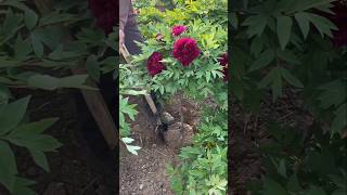 Time To Plant Peony #farming #flowers
