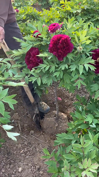 Time To Plant Peony #farming #flowers