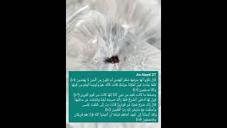 Surah An-Naml Chapter 27 The Ant 🐜 By Sheikh Yasser Salama #quran #prayer #animals