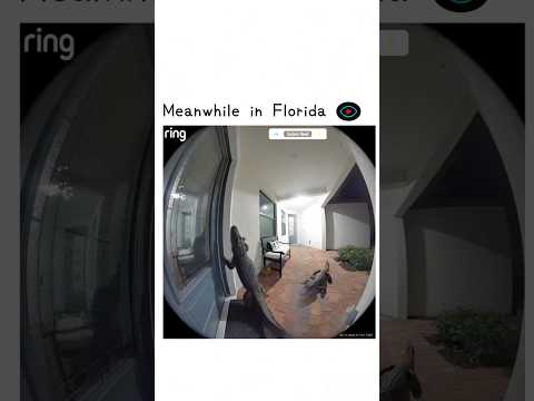 Florida man found alligator at doorstep😳