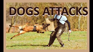 The best attacks in the water with Belgian malinois and Viorel Scinteie by Viorel Scinteie Modern Dog Training 8,330 views 3 years ago 2 minutes, 58 seconds