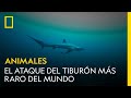 El ataque de tiburn ms raro del mundo  national geographic espaa