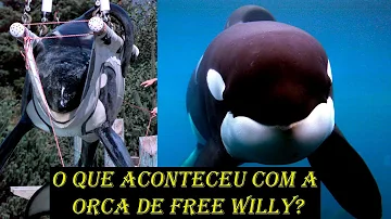 O que aconteceu com a orca Shamu?