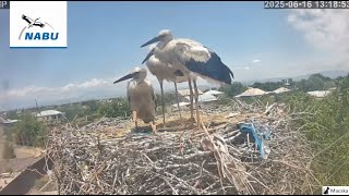 Armasch, 1 kam. AM Kicsik nagyon néznek felfelé. A szülők azonnal ott vannak. Riadó.