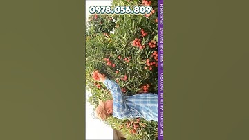 vải thiều Lục ngạn bắc giang