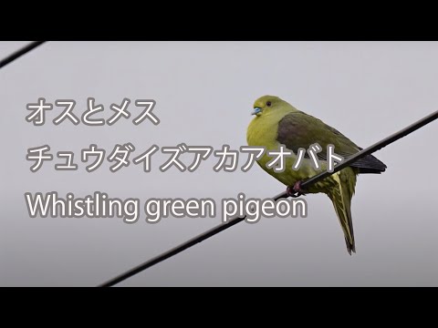 【オスとメス】チュウダイズアカアオバト Whistling green pigeon