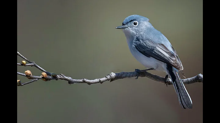 Wildlife of Lake Meredith and Surrounding Area