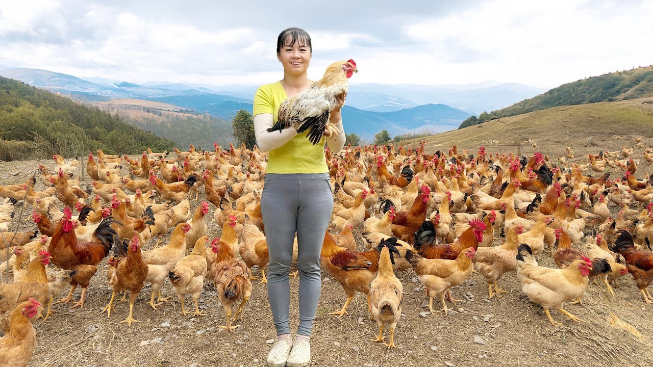 Harvesting Many Chicken Goes To The Market Sell, Chicken Farm - Farm Life