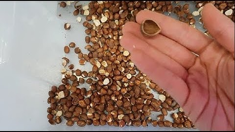 Dryce optical sorting machine for hazelnuts | RAYTEC VISION SpA
